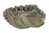 Wide, Enrolled Flexicalymene Trilobite - Indiana #287261-1